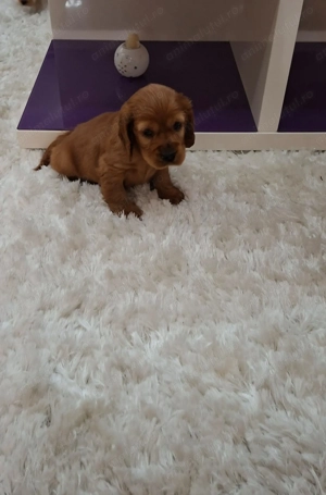 Vand pui Cocker Spaniel, in varsta de 2 luni, disponibili 3 baieti - imagine 6