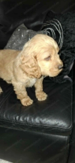 Vand pui Cocker Spaniel, in varsta de 2 luni, disponibili 3 baieti - imagine 3