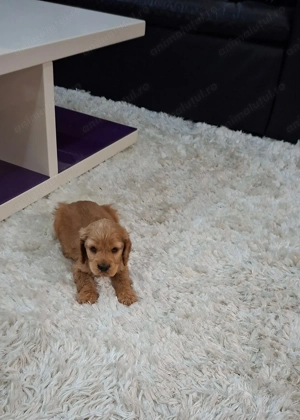 Vand pui Cocker Spaniel, in varsta de 2 luni, disponibili 3 baieti - imagine 8