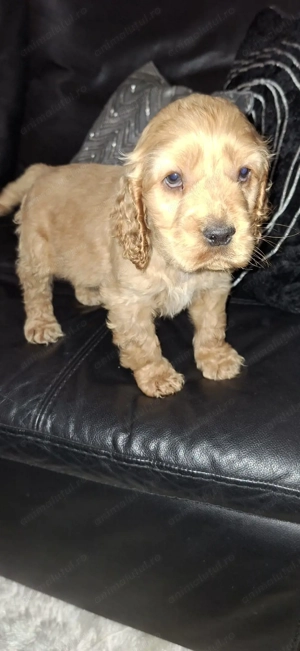 Vand pui Cocker Spaniel, in varsta de 2 luni, disponibili 3 baieti - imagine 2