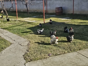 Vand gaini si cocosi cochinchina !  - imagine 2