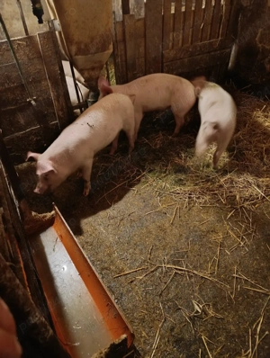 vand purcei - imagine 4