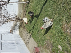 Vand gaini si cocosi cochinchina !  - imagine 3