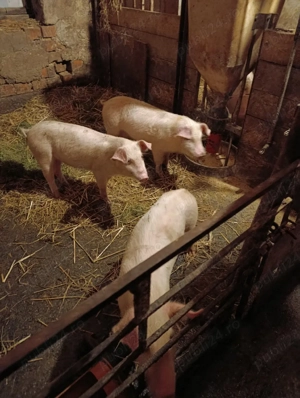 vand purcei - imagine 2