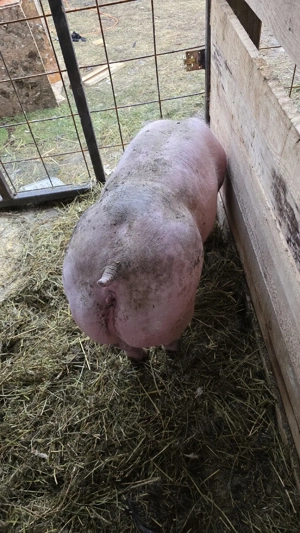 scrofita pietrain - imagine 3