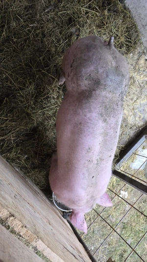 scrofita pietrain - imagine 2