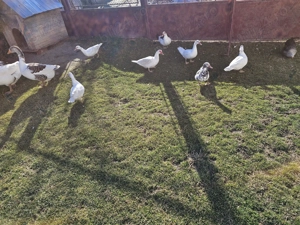 Vand rate tinere de anul trecut!