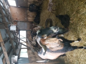 Tap rasa anglonubian - imagine 3