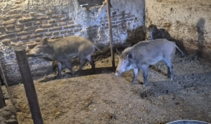 Purcei mistreț rasă pură - imagine 5