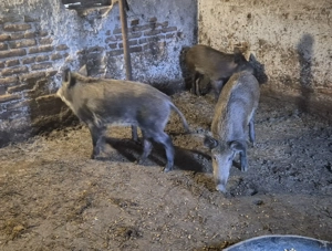 Purcei mistreț rasă pură - imagine 4