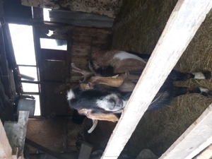 Tap rasa anglonubian