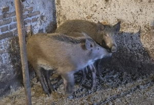 Purcei mistreț rasă pură - imagine 2