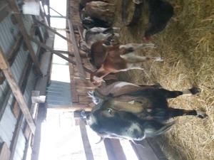 Tap rasa anglonubian - imagine 5