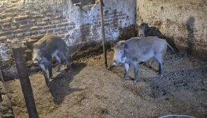 Purcei mistreț rasă pură