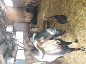 Tap rasa anglonubian - imagine 4