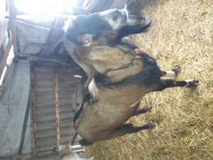 Tap rasa anglonubian - imagine 2