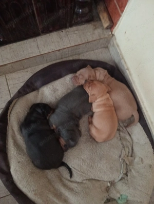 Căței de rasă pură tekel 