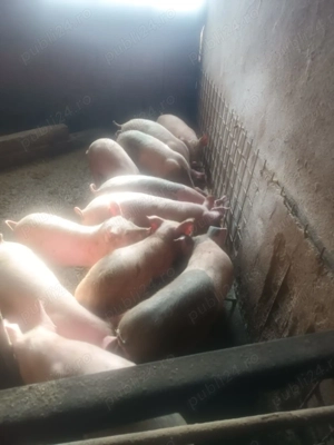 Grasuni de vanzare 6 masculi si 6 femele - imagine 3