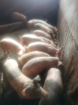 Grasuni de vanzare 6 masculi si 6 femele - imagine 2