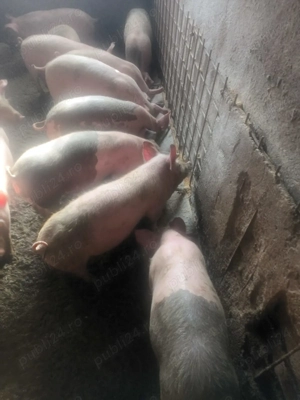 Grasuni de vanzare 6 masculi si 6 femele - imagine 5