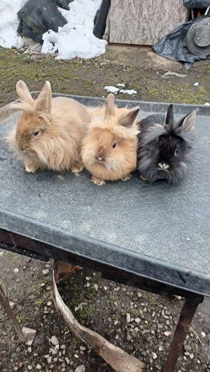 Iepuri pitici cap de leu. - imagine 3