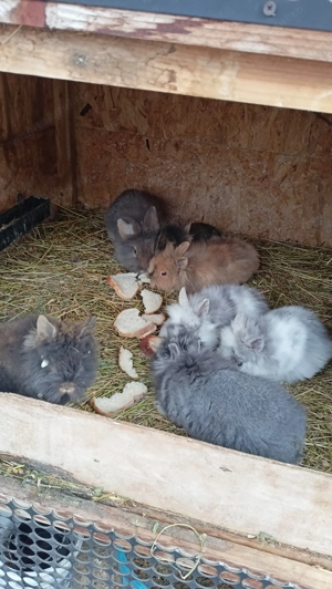 Iepuri pitici cap de leu. - imagine 5