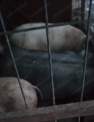 porci de vanzare - imagine 2