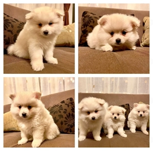 Ofer spre vânzare 3 catelusi Pomeranian spitz - imagine 4