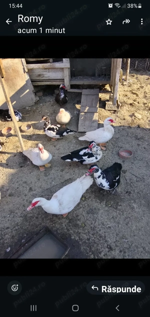 Vând păsări de curte