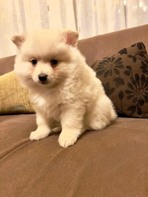 Ofer spre vânzare 3 catelusi Pomeranian spitz - imagine 3