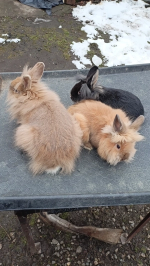 Iepuri pitici cap de leu. - imagine 4