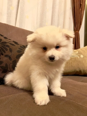 Ofer spre vânzare 3 catelusi Pomeranian spitz