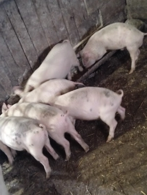 Purcei de 8 săptămâni 