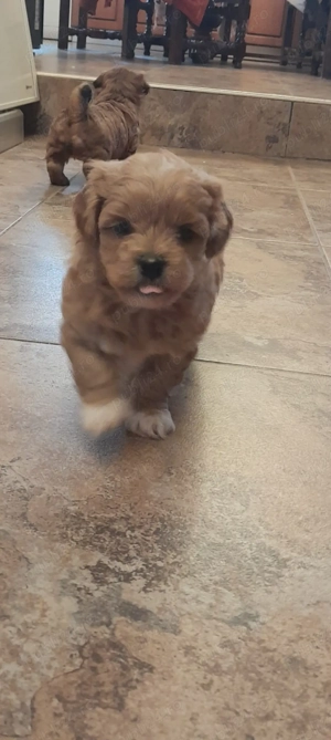 vand catei maltipoo - imagine 2