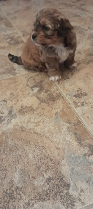 vand catei maltipoo - imagine 4