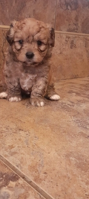 vand catei maltipoo - imagine 3