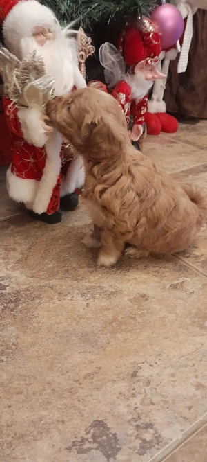 vand catei maltipoo - imagine 5