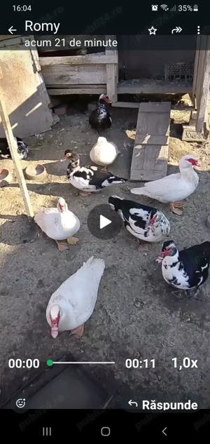 Vând rațe lesesti  - imagine 3