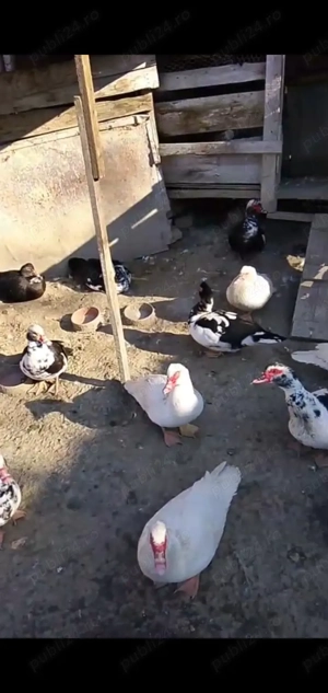 Vând rațe lesesti  - imagine 4