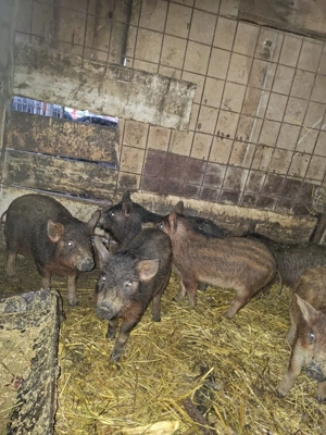 vând purcei Mangaliță& Mistreț - Duroc - imagine 3