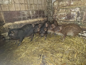 vând purcei Mangaliță& Mistreț - Duroc - imagine 4