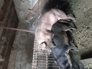 vând purcei Mangaliță& Mistreț - Duroc - imagine 5