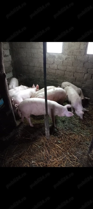 Vand porci pentru proțap 