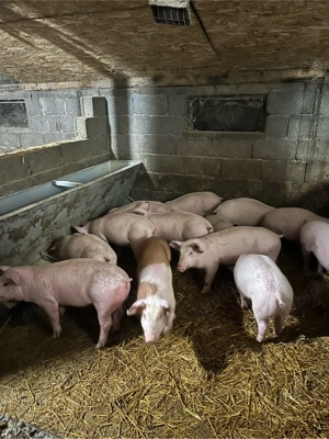 vand grasuni  - imagine 3