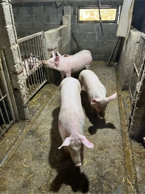 vand grasuni  - imagine 2