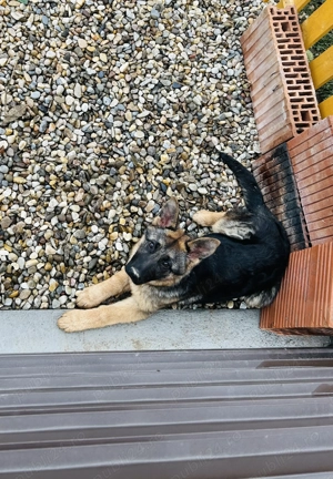 Ciobanesc German  - imagine 3