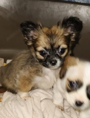 chihuahua fetiță  - imagine 2