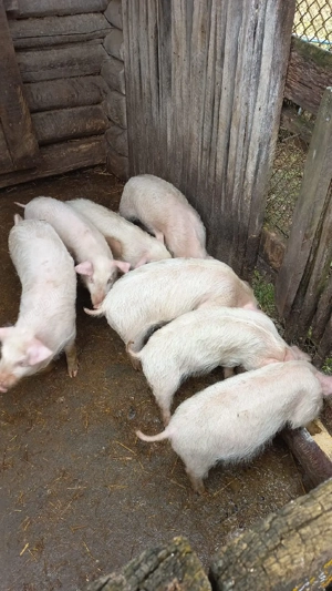 vand purcei de 3 luni - imagine 2