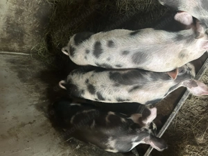 Purcei de vânzare  - imagine 2