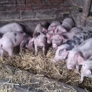 Vând purcei - imagine 2